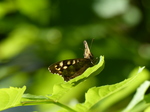 FZ029356 Speckled Wood butterfly (Pararge aegeria).jpg